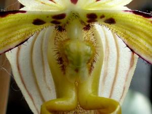 Paphiopedilum philippinense