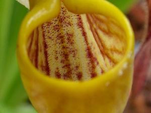 Paphiopedilum philippinense