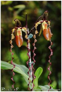 Paphiopedilum sanderianum