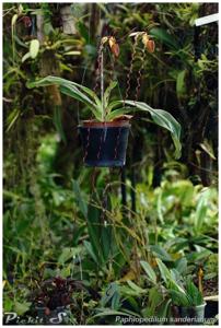 Paphiopedilum sanderianum