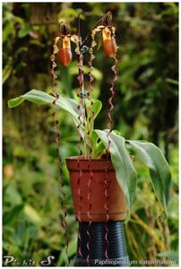 Paphiopedilum sanderianum