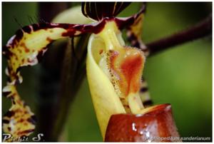 Paphiopedilum sanderianum