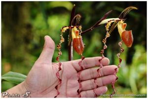 Paphiopedilum sanderianum