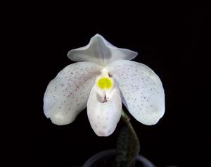 Paphiopedilum thaianum