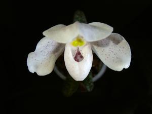 Paphiopedilum thaianum