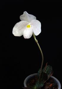 Paphiopedilum thaianum