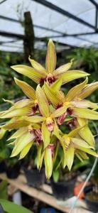 Bulbophyllum foetidum