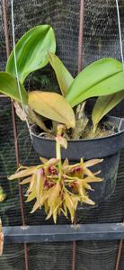 Bulbophyllum foetidum