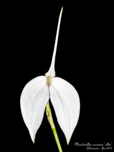 Masdevallia coccinea