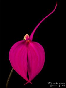 Masdevallia coccinea