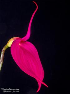 Masdevallia coccinea