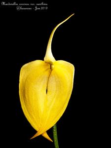 Masdevallia coccinea