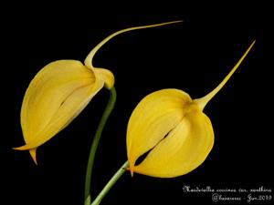 Masdevallia coccinea