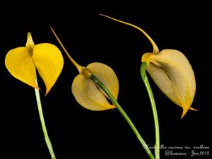 Masdevallia coccinea