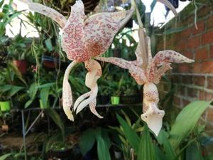 Stanhopea haseloffiana