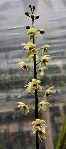 Koellensteinia kellneriana