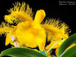 Dendrobium harveyanum