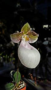 Paphiopedilum micranthum