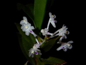 Cleisocentron malipoense