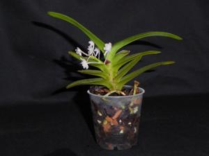 Cleisocentron malipoense