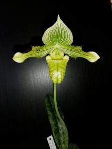 Paphiopedilum venustum