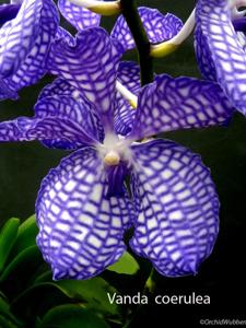 Vanda coerulea