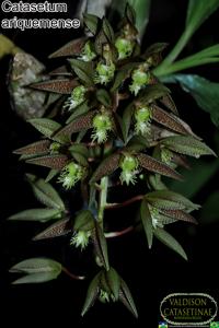 Catasetum ariquemense