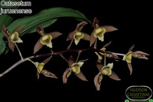 Catasetum juruenense