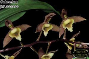 Catasetum juruenense