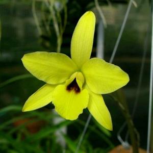 Laelia aurea