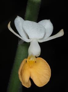 Calanthe zollingeri