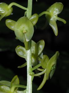 Crepidium junghuhnii