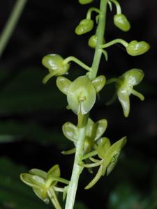 Crepidium junghuhnii