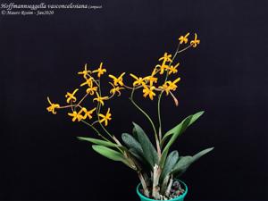 Cattleya vasconcelosiana