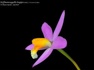 Cattleya longipes