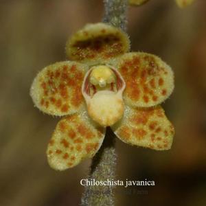 Chiloschista lunifera