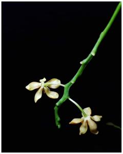 Dryadorchis singularis