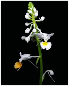 Calanthe zollingeri