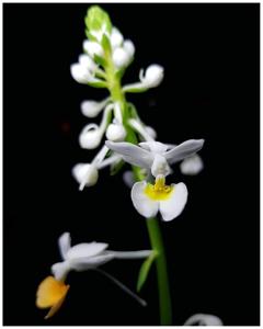 Calanthe zollingeri