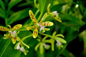 Epidendrum cristatum