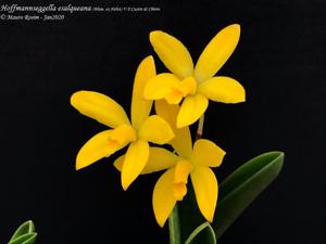 Cattleya esalqueana