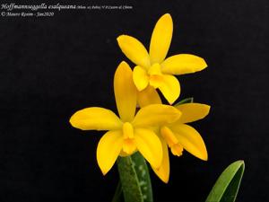 Cattleya esalqueana