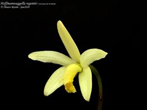 Cattleya reginae