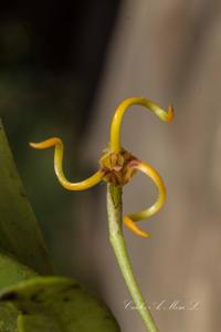 Masdevallia caudivolvula