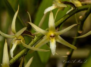 Eria javanica