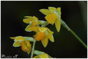 Coelogyne cobbiana