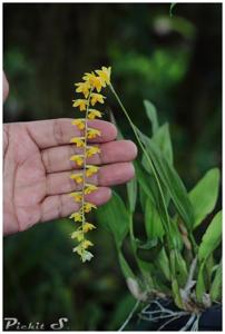 Coelogyne cobbiana