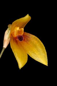 Specklinia brighamii