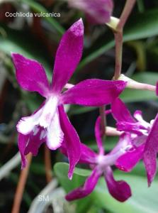 Oncidium vulcanicum