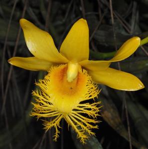 Dendrobium brymerianum